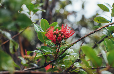 Lovers Intertwined: The Legend of ‘Ōhi‘a & Lehua